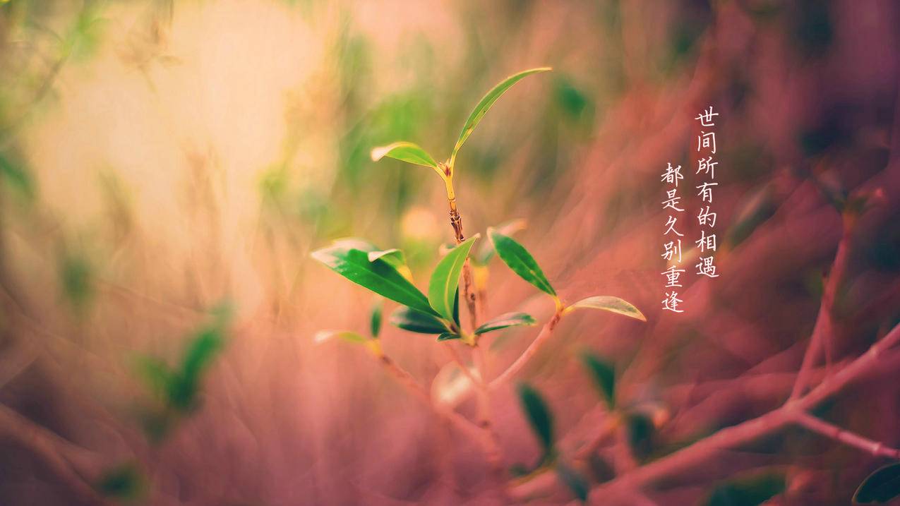 抖音真人粉丝 100