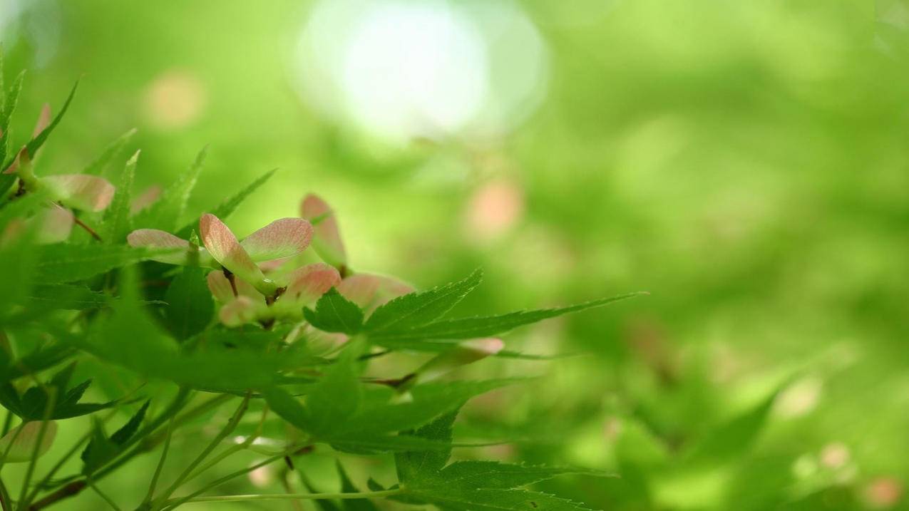 海淀快手粉丝网站一万10元 - 快手涨粉丝1元1000活粉的吧