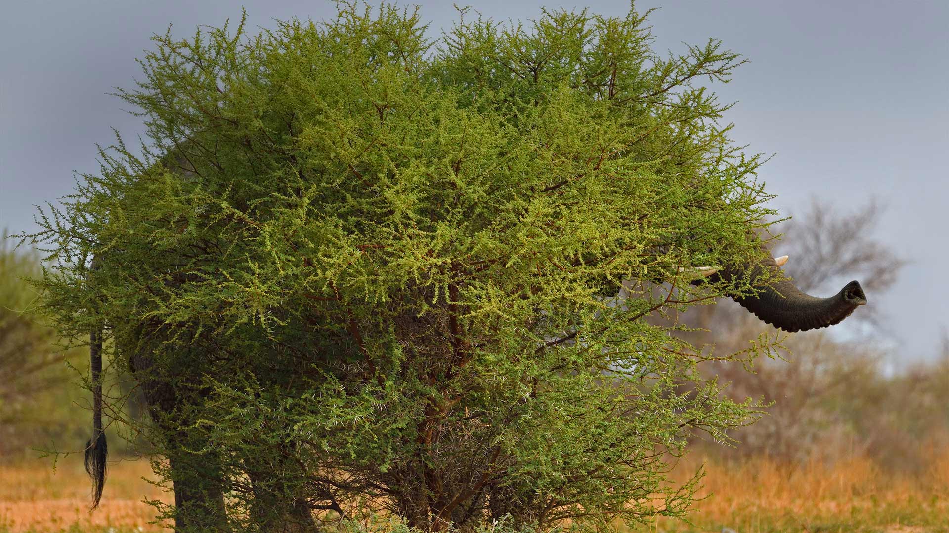 0.01元100空间赞 - 快手刷播和双击放量免费,抖音作品点赞刷票,快手抖音代刷我非凡