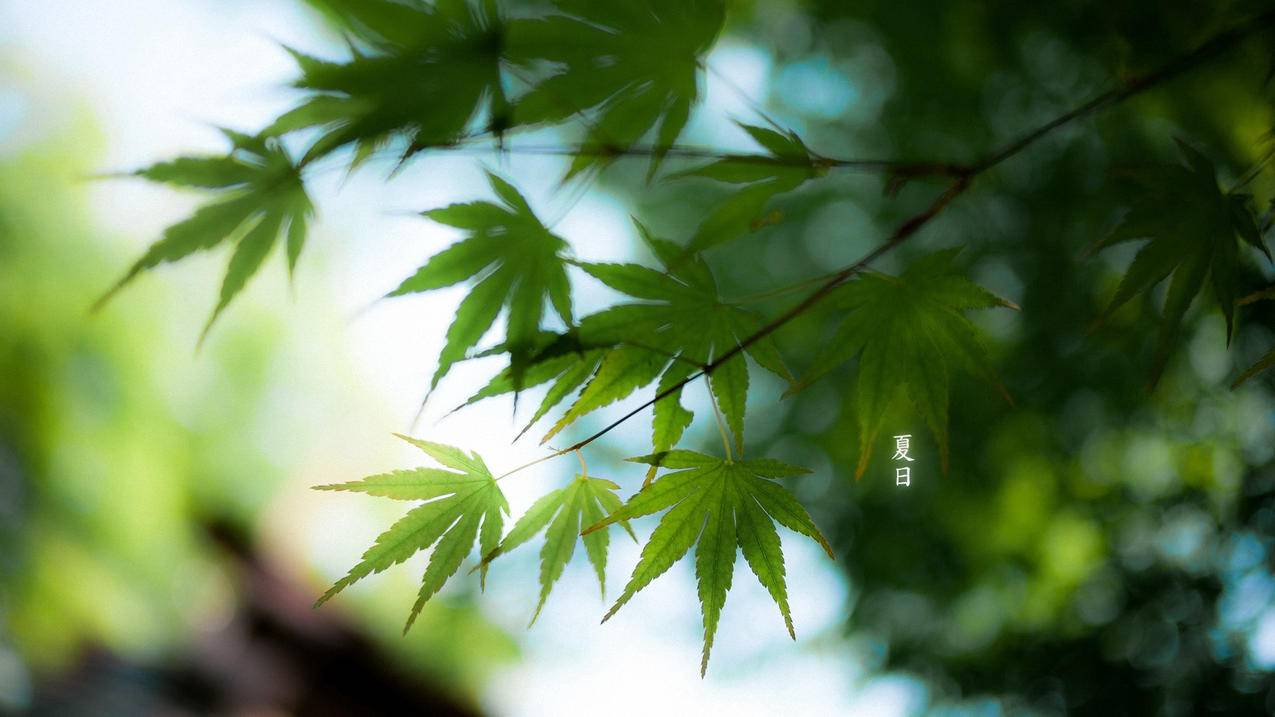 酷少卡盟官网 - 带
