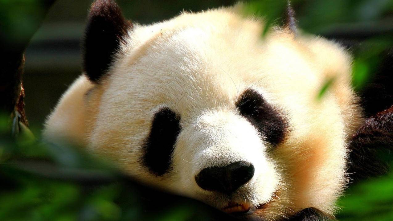快手赞自助下单平台网 - 快手刷赞自助下单快手刷赞软件