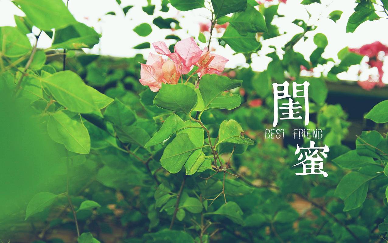 520刷粉丝 - 关