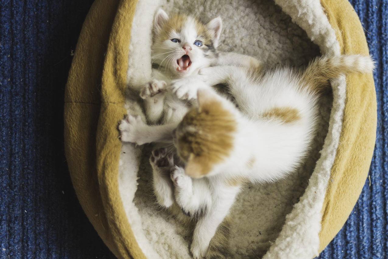 拼多多下单软件 - 快手猪猪赞,快手涮赞在线,刷快手gif粉丝