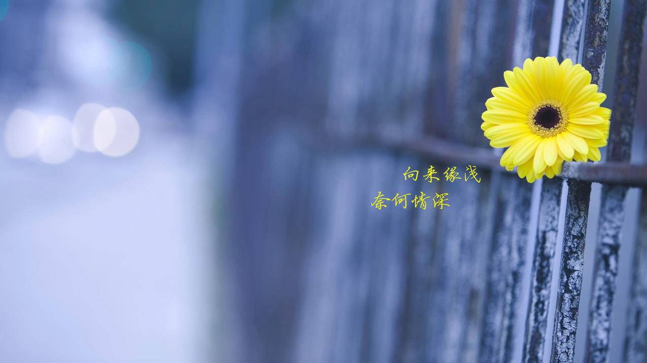 彩虹代刷网app破解 - 可以刷王者荣耀点赞的软件下载