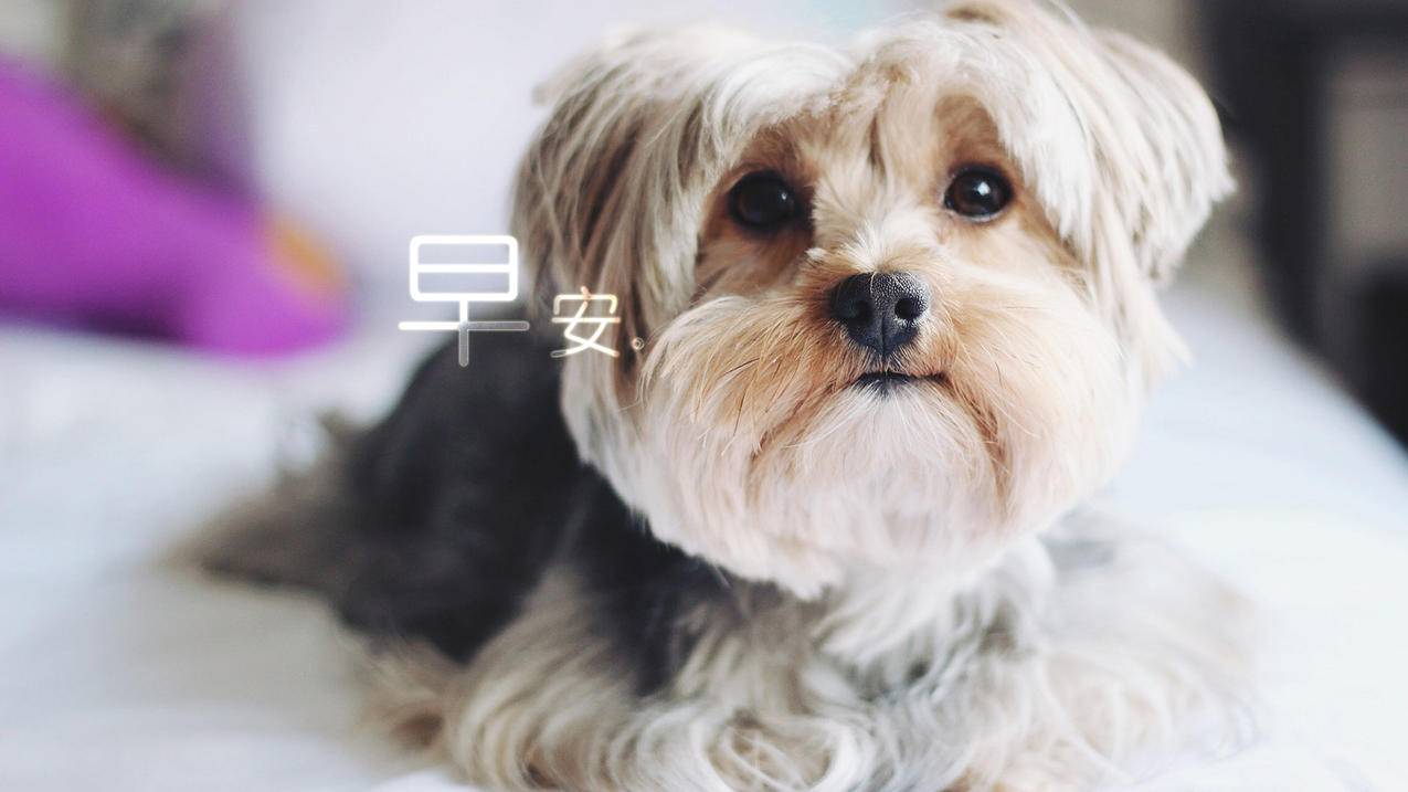 快手业务助手咋的下载