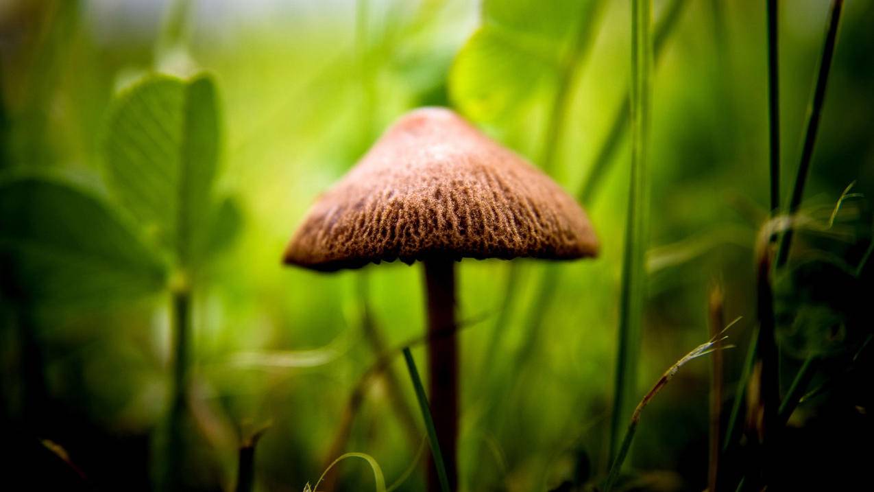 快手刷赞业务网站 - 梓豪代刷网qq代刷网免费刷赞网站